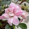 Azalea japonica 'Alina' - azalka japonská
