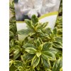 Azalea japonica 'Autumn Moonstruck' - azalka japonská