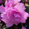 Azalea japonica 'BROCELIANDE PERCEVAL 'Walmauvruf' - azalka japonská