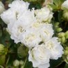 Azalea japonica 'BROCELIANDE VIVIANE 'Walsnowruf' - azalka japonská