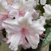Azalea japonica 'BROCELIANDE® LANCELOT' - azalka japonská