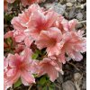 Azalea japonica 'Carolina' - azalka japonská