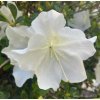 Azalea japonica 'Dorothy Haiden' - azalka japonská