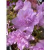 Azalea japonica 'Elsie Lee' - azalka japonská