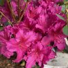 Azalea japonica 'Girards Fuchsia' - azalka japonská