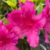 Azalea japonica 'Girards Fuchsia' - azalka japonská