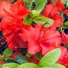 Azalea japonica 'HOT SHOT' - azalka japonská