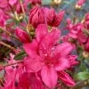 Azalea japonica 'Kroměříž' - azalka skalková
