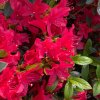 Azalea japonica 'Kroměříž' - azalka skalková