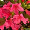 Azalea japonica 'Labe' - azalka japonská