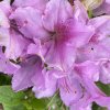 Azalea japonica 'Malá Skála' - azalka skalková
