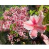 Azalea japonica 'Melani' - azalka japonská