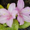 Azalea japonica 'NEGLIEGE' - azalka japonská/ mini skalková