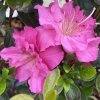 Azalea japonica 'PETTICOAT' - azalka japonská