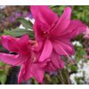 Azalea japonica 'Pink Spider' - azalka skalková
