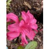Azalea japonica 'Pink Spider' - azalka skalková