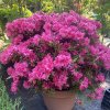 Azalea japonica 'Rose' - azalka japonská