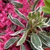 Azalea japonica 'Silver Sword' - azalka japonská