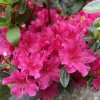 Azalea japonica 'Yuniku-na' - azalka japonská