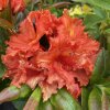 Azalea 'Mary Poppins' - azalka velkokvětá