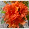 Azalea 'Mary Poppins' - azalka velkokvětá