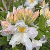 Azalea 'Möwe' - azalka velkokvětá