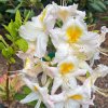 Azalea 'Möwe' - azalka velkokvětá