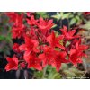 Azalea 'Nabucco' - azalka velkokvětá