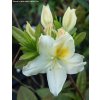 Azalea 'Oxydol' - azalka velkokvětá