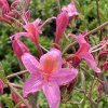Azalea 'Replique' - azalka velkokvětá