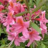 Azalea 'Replique' - azalka velkokvětá