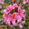 Azalea 'Replique' - azalka velkokvětá