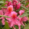 Azalea 'Replique' - azalka velkokvětá