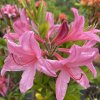 Azalea 'Reve D'Amour' - azalka velkokvětá