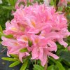 Azalea 'Reve D'Amour' - azalka velkokvětá