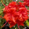 Azalea Royal Command