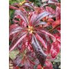 Azalea 'Royal Command' - azalka velkokvětá