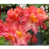 Azalea 'Sarina' - azalka velkokvětá