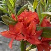 Azalea 'Satan' - azalka velkokvětá