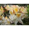 Azalea 'Silver Slipper' - azalka velkokvětá