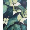 cornus kousa2