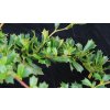 Berberis darwinii 'Compacta' - dřištál Darwinův