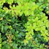 Berberis media (x) 'Dual Jewel' - dřišťál střední