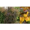 Berberis otawensis 'Decora' - dřišťál otavský