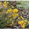 Berberis stenophylla - dřišťál úzkolistý