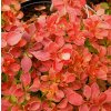 Berberis thunbergii 'Admiration' ® - dřišťál Thunbergův