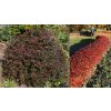Berberis thunbergii 'Atropurpurea Nana' - dřišťál Thunbergův