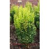 Berberis thunbergii 'Golden Rocket' ® - dřišťál Thunbergův