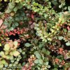 Berberis thunbergii 'Green Ornament' - dřišťál Thunbergův