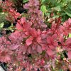 Berberis thunbergii 'Orange Carpet' - dřišťál Thunbergův